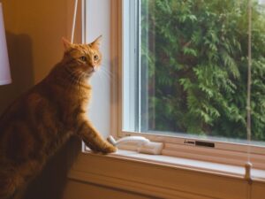 ¿Es seguro dejar las ventanas abiertas si tienes gatos? Mallas Económicas