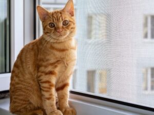 Cómo la malla de seguridad previene la depresión felina. Mallas Económicas Bogotá