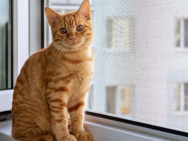 Cómo la malla de seguridad previene la depresión felina. Mallas Económicas Bogotá