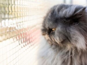 ¿Tu gato se "come" las mallas? Cómo manejar la conducta de mordisqueo en redes de seguridad. Mallas Económicas Bogotá