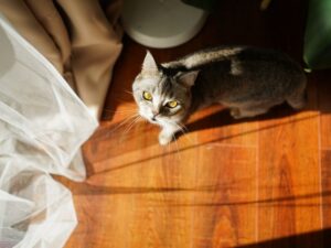Cómo proteger a tu gato en un apartamento sin pagar una fortuna. Mallas Económicas