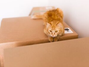 ¿Por qué los gatos se estresan tanto con los cambios y cómo ayudarlos en una mudanza? Mallas Económicas